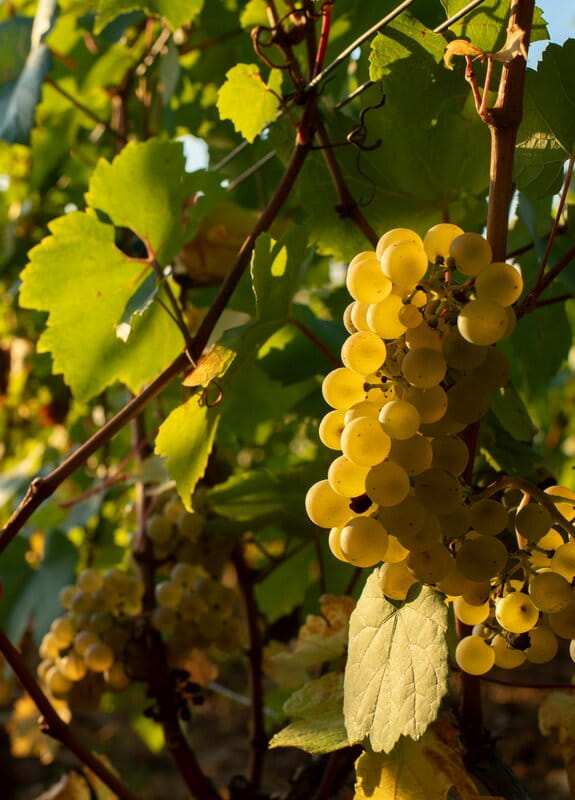 Domaine Roland Sounit